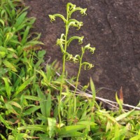 Habenaria viridiflora (Rottler ex Sw.) R.Br. ex Spreng.